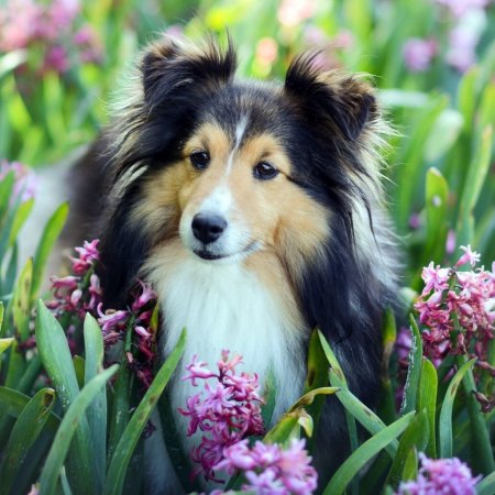 Порода колли Шотландская овчарка