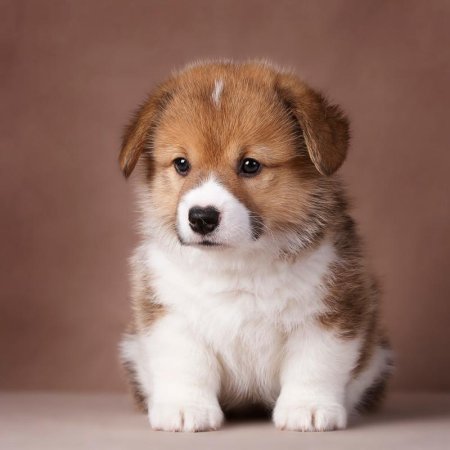 Милый щенок