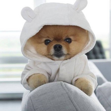 Померанский шпиц jiffpom белый