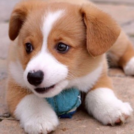 Красивые небольшие собаки