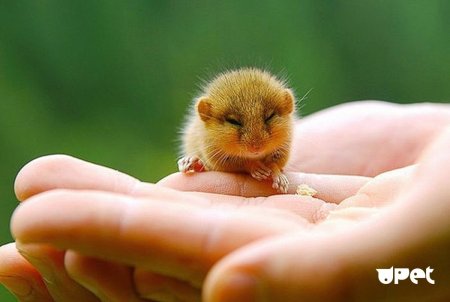 Орешниковая Соня гнездо