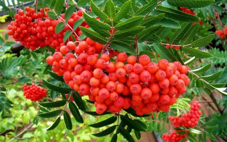 Рябина обыкновенная Невежинская