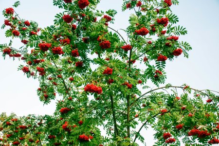 Рябина дерево