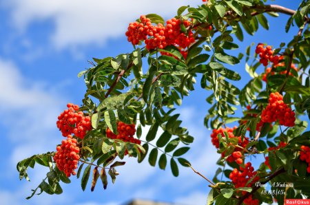 Рябина Дальневосточная