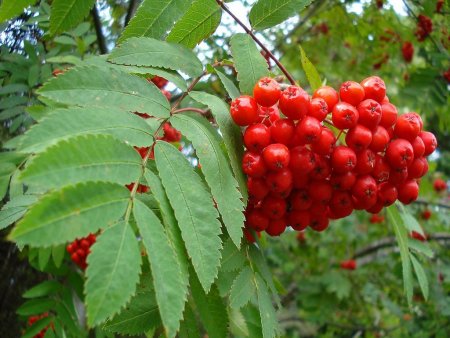 Рябина обыкновенная (Sorbus aucuparia l.)