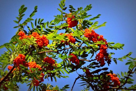 Рябина дерево