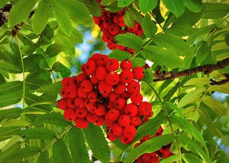 Рябина (Sorbus Мичуринская красавица