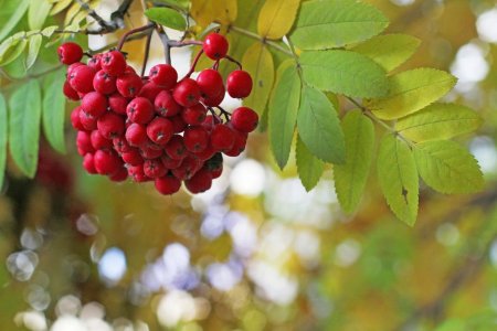 Рябина обыкновенная в группе