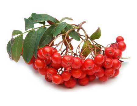 Рябина обыкновенная Фармакогнозия