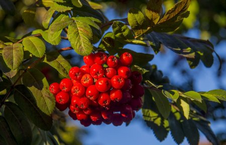 Рябина (Sorbus Мичуринская красавица