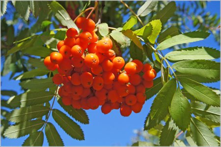 Рябина Колхидская