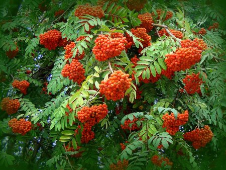 Красивая рябина