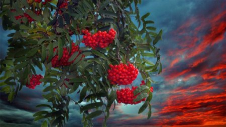 А рябина красная а Калина красная