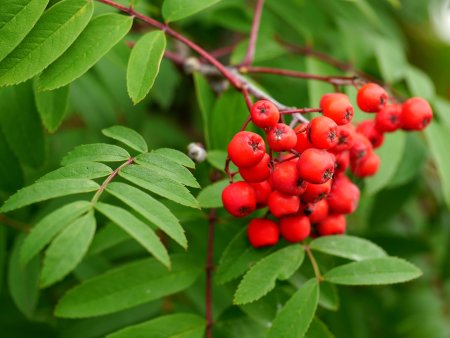 Рябина обыкновенная ветка