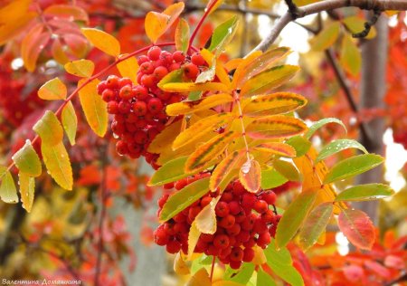 Ветка рябины осенью