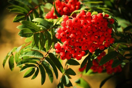 Рябина красноплодная