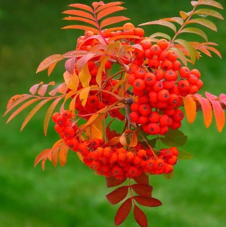 Рябина огонек