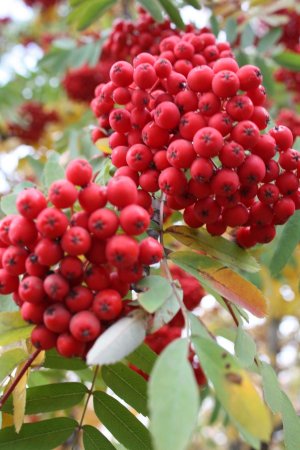 Рябина обыкновенная "Вефед"