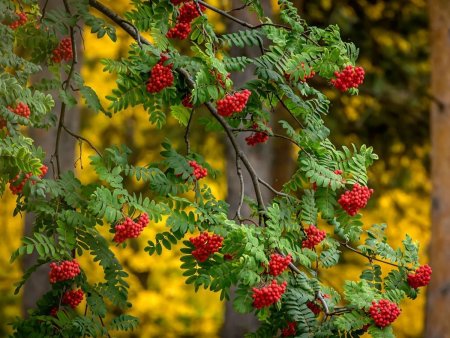 Рябина Гранатная осенью