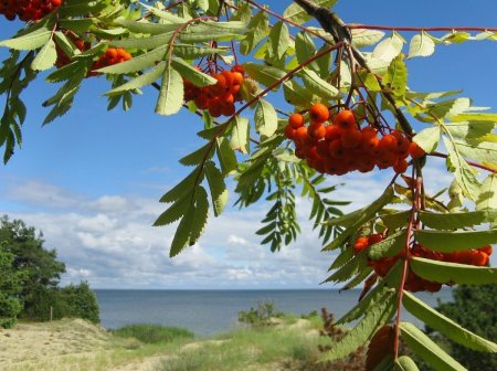 Рябина ягода Сахалин