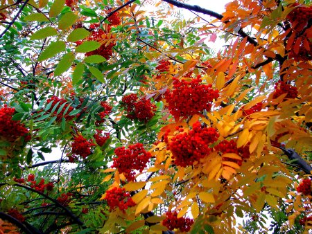 Калина и рябина деревья