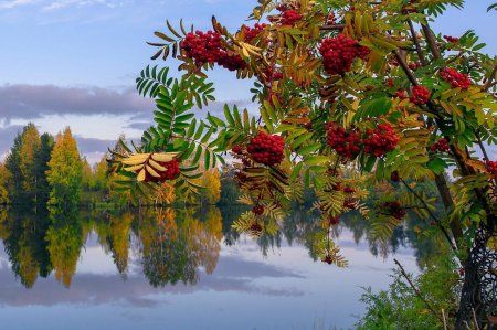 Береза рябина Калина