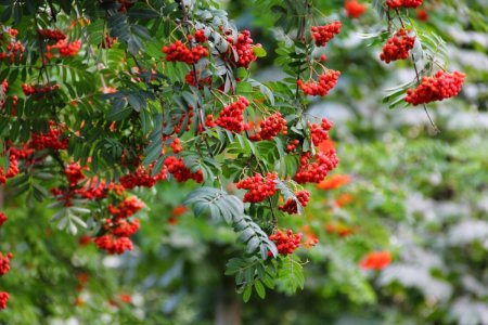 Рябина кустарник