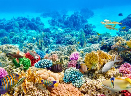 Риф красного моря высокое разрешение
