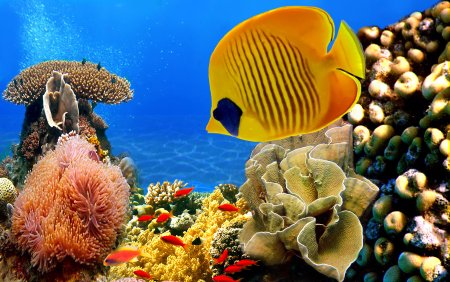 Подводный мир красного моря Хургада