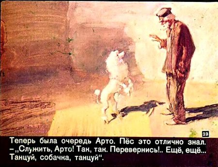 Белый пудель Арто