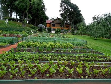 Дачный огород