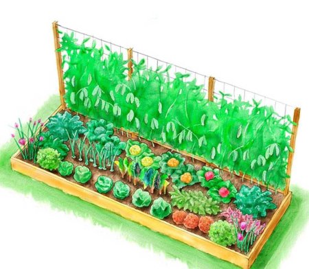 Грядка для детей на прозрачном фоне