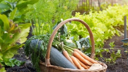 Красивый урожай и грядки