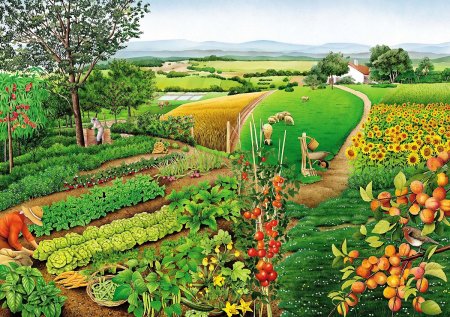 Овощи на огороде