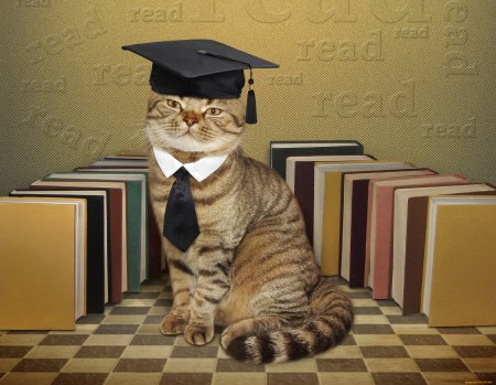 Котенок ученый