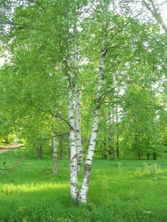 Береза в детском саду