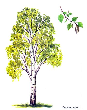 Береза рисунок