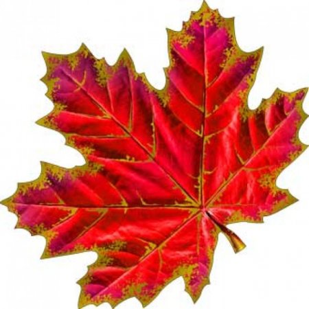 Осенний кленовый листок