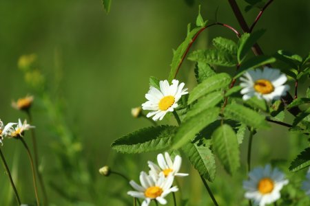 Литье Ромашка