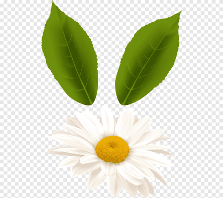 Листья ромашки