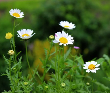 Стебель ромашки