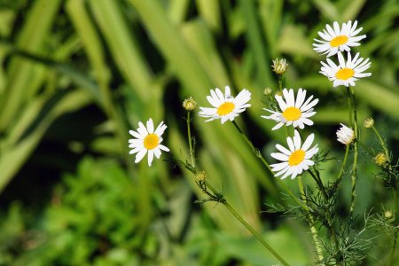 Стебель ромашки фото