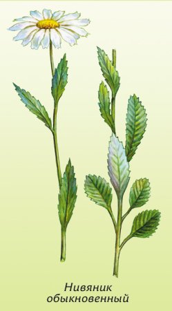 Нивяник обыкновенный трава