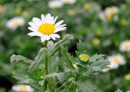 Леукантемум Хризантема Болотная