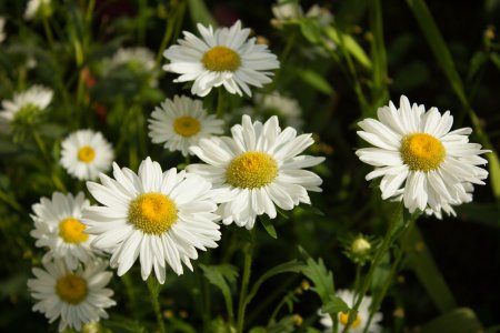 Ромашка целиком