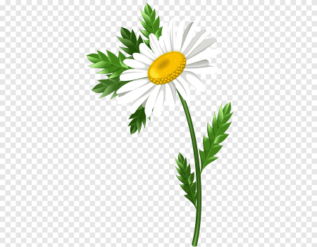 Стебель ромашки