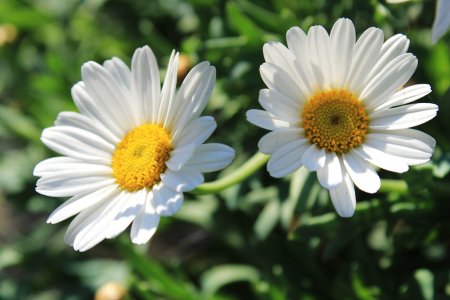 Стебель ромашки