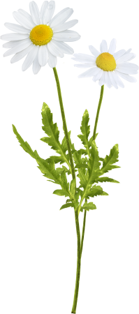 Нивяник стебель