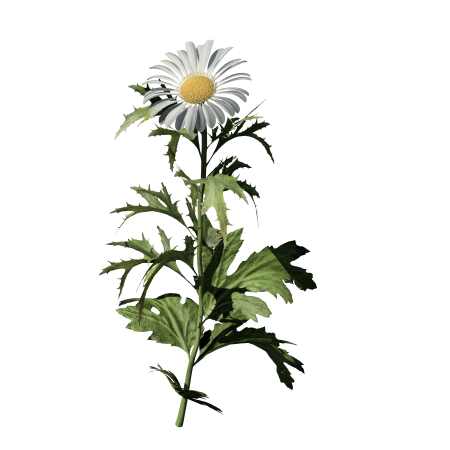 Нивяник обыкновенный листья