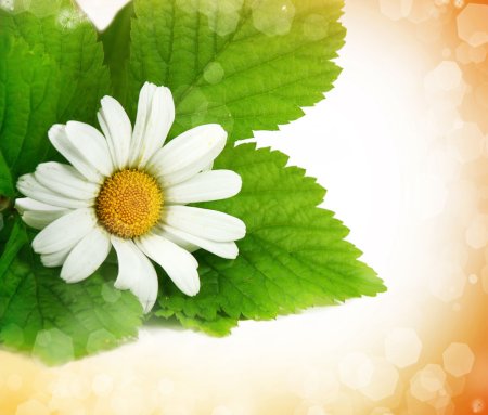 Листик ромашки